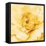 Yellow Peony-Danhui Nai-Framed Stretched Canvas