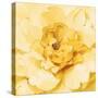 Yellow Peony-Danhui Nai-Stretched Canvas