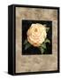 Yellow Peony-E. Lopez-Framed Stretched Canvas