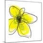 Yellow Petals 1-Jan Weiss-Mounted Art Print