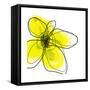 Yellow Petals 1-Jan Weiss-Framed Stretched Canvas