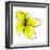 Yellow Petals 1-Jan Weiss-Framed Art Print