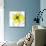 Yellow Petals 3-Jan Weiss-Mounted Art Print displayed on a wall