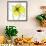 Yellow Petals 3-Jan Weiss-Framed Premium Giclee Print displayed on a wall