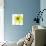 Yellow Petals 3-Jan Weiss-Premium Giclee Print displayed on a wall