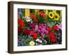 Yellow Picket Fence with Garden of Sunflowers, Delphnium, Zinnia, and Geranium-Darrell Gulin-Framed Premium Photographic Print