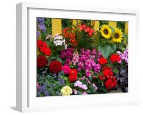 Yellow Picket Fence with Garden of Sunflowers, Delphnium, Zinnia, and Geranium-Darrell Gulin-Framed Premium Photographic Print