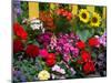 Yellow Picket Fence with Garden of Sunflowers, Delphnium, Zinnia, and Geranium-Darrell Gulin-Mounted Premium Photographic Print