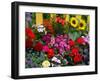 Yellow Picket Fence with Garden of Sunflowers, Delphnium, Zinnia, and Geranium-Darrell Gulin-Framed Photographic Print
