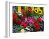 Yellow Picket Fence with Garden of Sunflowers, Delphnium, Zinnia, and Geranium-Darrell Gulin-Framed Photographic Print