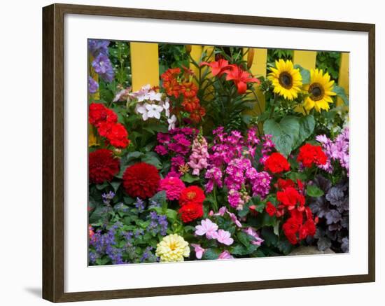 Yellow Picket Fence with Garden of Sunflowers, Delphnium, Zinnia, and Geranium-Darrell Gulin-Framed Photographic Print