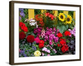 Yellow Picket Fence with Garden of Sunflowers, Delphnium, Zinnia, and Geranium-Darrell Gulin-Framed Photographic Print