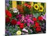Yellow Picket Fence with Garden of Sunflowers, Delphnium, Zinnia, and Geranium-Darrell Gulin-Mounted Photographic Print