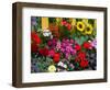 Yellow Picket Fence with Garden of Sunflowers, Delphnium, Zinnia, and Geranium-Darrell Gulin-Framed Photographic Print