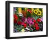 Yellow Picket Fence with Garden of Sunflowers, Delphnium, Zinnia, and Geranium-Darrell Gulin-Framed Photographic Print