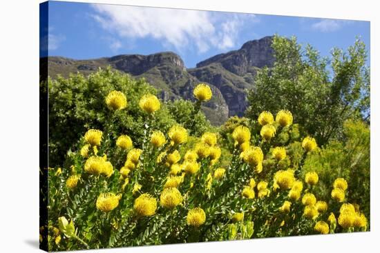 Yellow Pincushion Flowers-ZambeziShark-Stretched Canvas