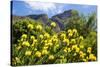 Yellow Pincushion Flowers-ZambeziShark-Stretched Canvas