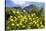 Yellow Pincushion Flowers-ZambeziShark-Stretched Canvas