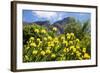 Yellow Pincushion Flowers-ZambeziShark-Framed Photographic Print