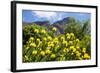 Yellow Pincushion Flowers-ZambeziShark-Framed Photographic Print