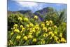 Yellow Pincushion Flowers-ZambeziShark-Mounted Photographic Print