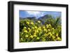 Yellow Pincushion Flowers-ZambeziShark-Framed Photographic Print