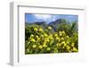 Yellow Pincushion Flowers-ZambeziShark-Framed Photographic Print