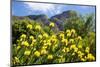 Yellow Pincushion Flowers-ZambeziShark-Mounted Photographic Print