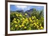 Yellow Pincushion Flowers-ZambeziShark-Framed Photographic Print