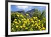 Yellow Pincushion Flowers-ZambeziShark-Framed Photographic Print