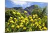 Yellow Pincushion Flowers-ZambeziShark-Mounted Photographic Print