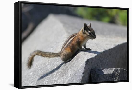 Yellow-Pine Chipmunk on a Rock-randimal-Framed Stretched Canvas