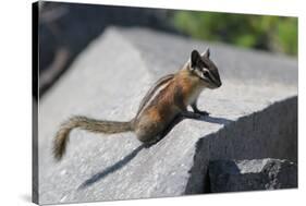 Yellow-Pine Chipmunk on a Rock-randimal-Stretched Canvas