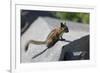 Yellow-Pine Chipmunk on a Rock-randimal-Framed Photographic Print