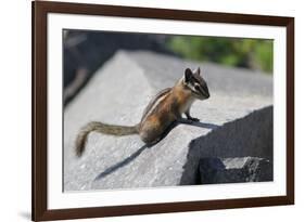 Yellow-Pine Chipmunk on a Rock-randimal-Framed Photographic Print