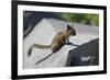 Yellow-Pine Chipmunk on a Rock-randimal-Framed Photographic Print