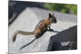 Yellow-Pine Chipmunk on a Rock-randimal-Mounted Photographic Print