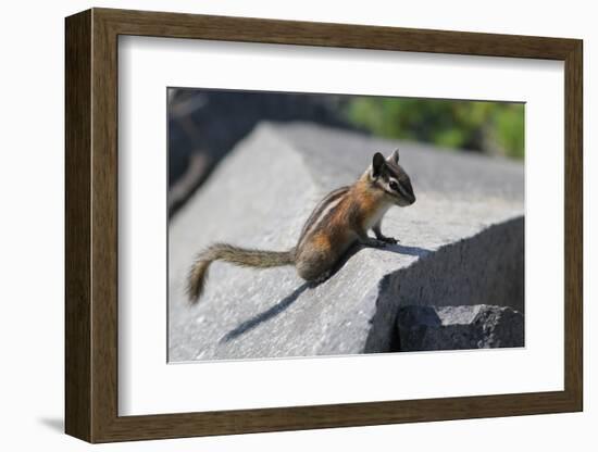 Yellow-Pine Chipmunk on a Rock-randimal-Framed Photographic Print