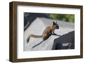 Yellow-Pine Chipmunk on a Rock-randimal-Framed Photographic Print