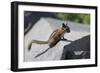 Yellow-Pine Chipmunk on a Rock-randimal-Framed Photographic Print