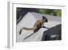 Yellow-Pine Chipmunk on a Rock-randimal-Framed Photographic Print