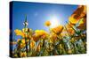 Yellow Poppies in A Texas Vineyard-Dean Fikar-Stretched Canvas