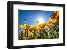 Yellow Poppies in A Texas Vineyard-Dean Fikar-Framed Photographic Print