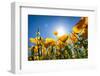 Yellow Poppies in A Texas Vineyard-Dean Fikar-Framed Photographic Print