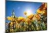 Yellow Poppies in A Texas Vineyard-Dean Fikar-Mounted Photographic Print