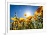 Yellow Poppies in A Texas Vineyard-Dean Fikar-Framed Photographic Print