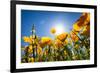 Yellow Poppies in A Texas Vineyard-Dean Fikar-Framed Photographic Print