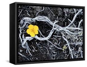 Yellow Poppy, Kamchatka, Russia-Daisy Gilardini-Framed Stretched Canvas