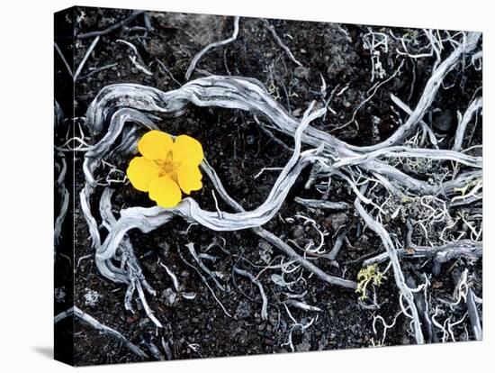 Yellow Poppy, Kamchatka, Russia-Daisy Gilardini-Stretched Canvas