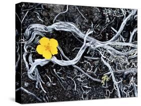 Yellow Poppy, Kamchatka, Russia-Daisy Gilardini-Stretched Canvas